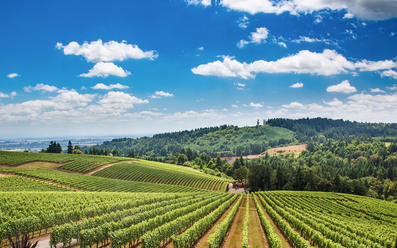 托斯卡纳的葡萄园景观,连绵起伏的山丘与郁郁葱葱的绿意。