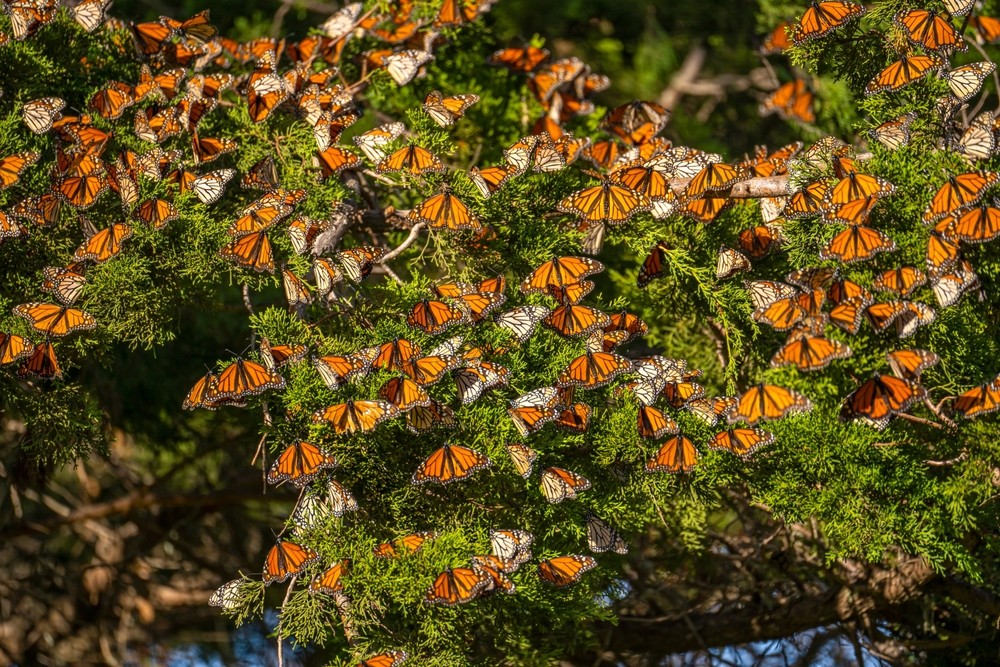 monarch butterflies on tree in Pacific Grove Monterey