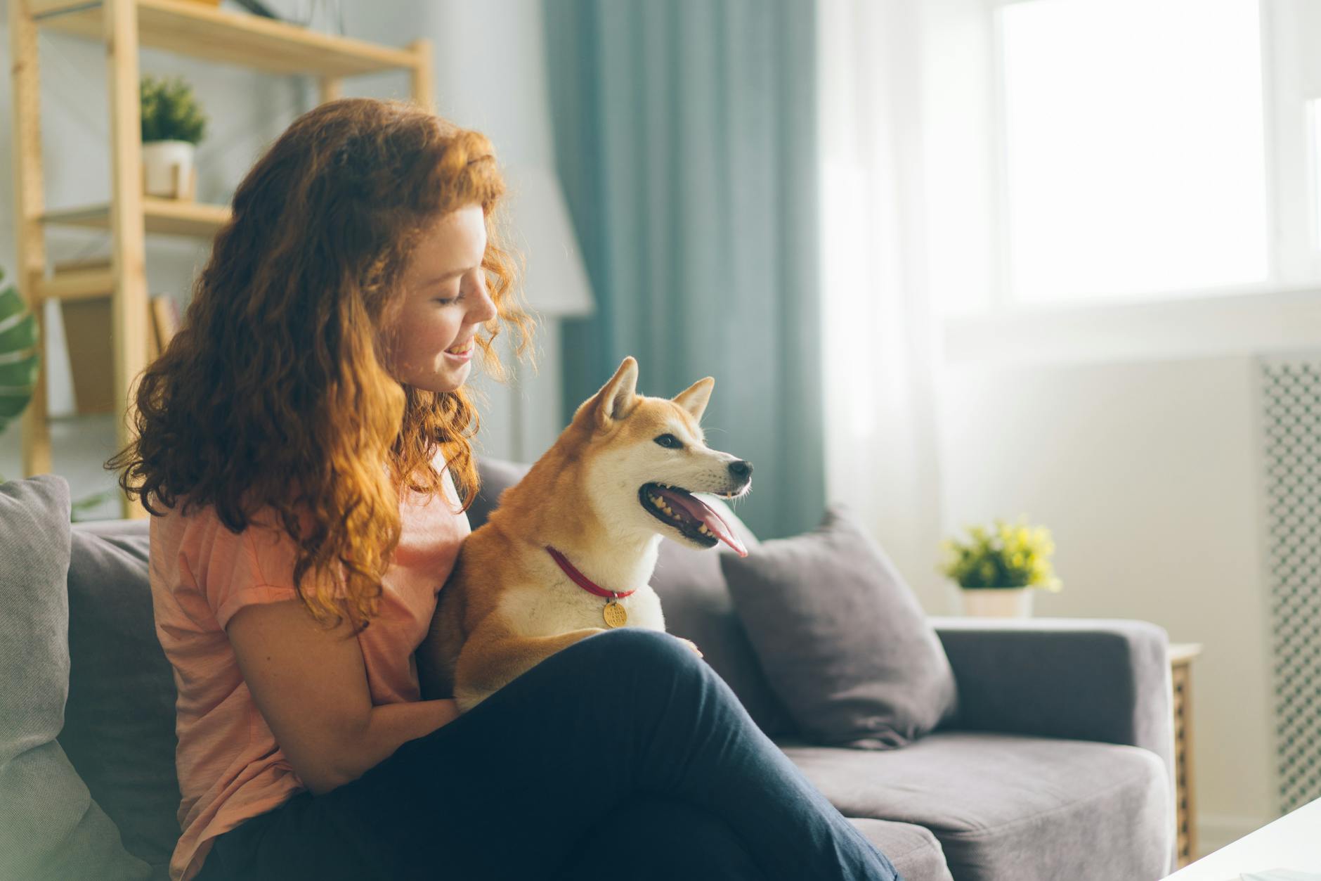 Young woman with curly red hair smiling at a Shiba Inu dog on a grey sofa in a bright living room