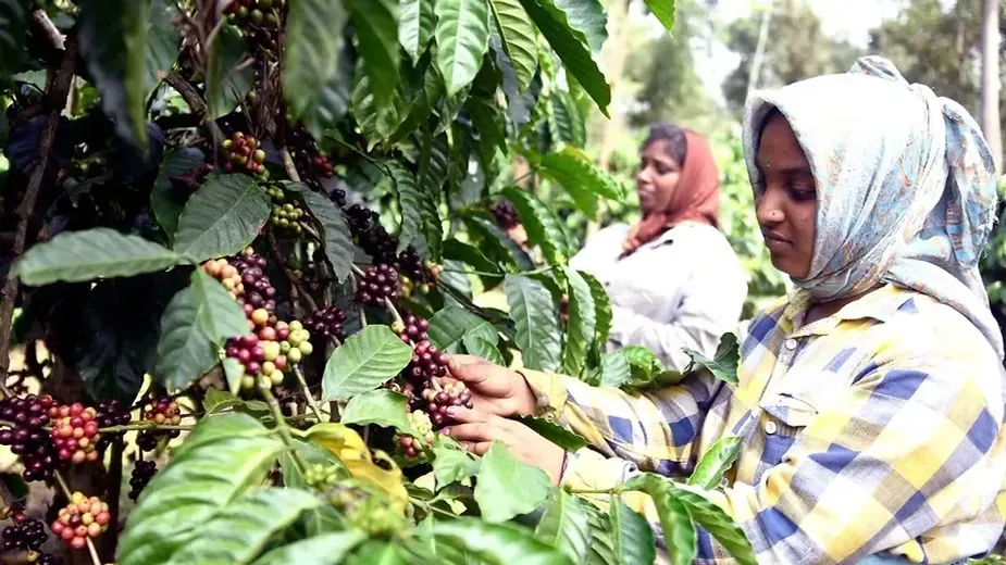 Swasya Living Coffee Estate.webp