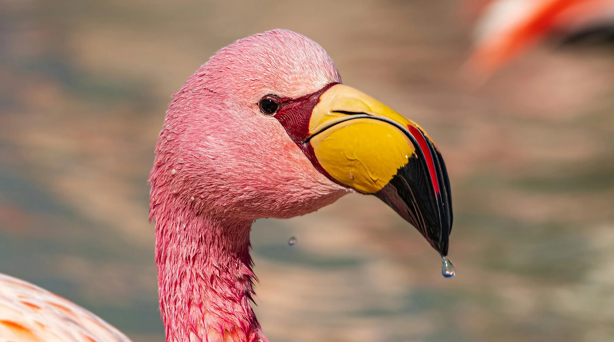 Close-up portrait of a pink flamingo showcasing its vibrant feathers and distinctive curved beak with water droplets.