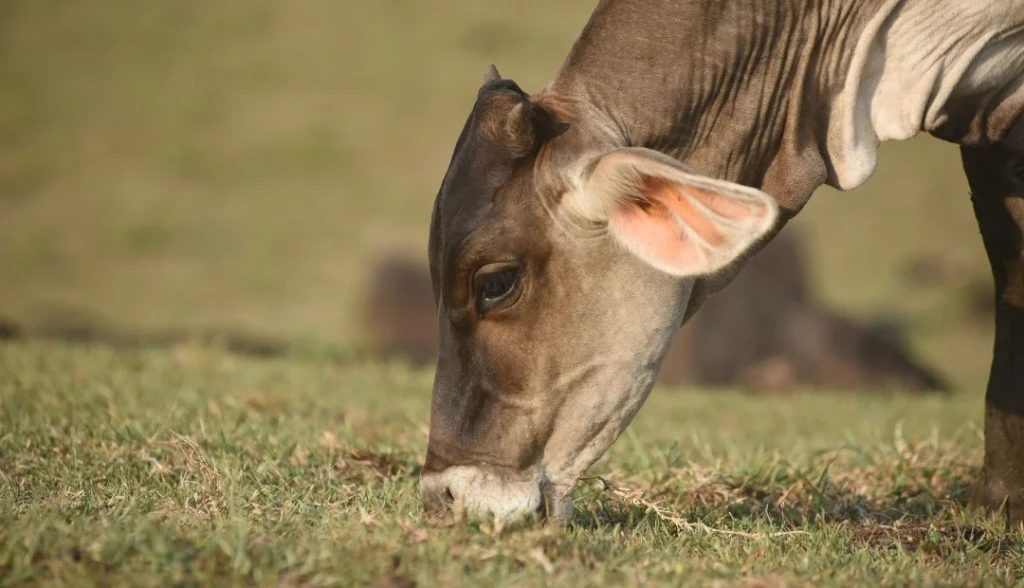 Descorne en bovinos: qué es, cómo se realiza y por qué es importante