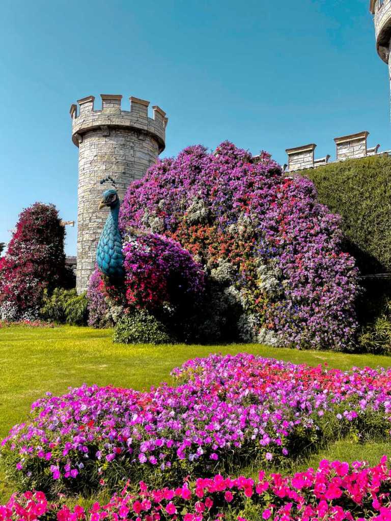 peacock, dubai miracle garden