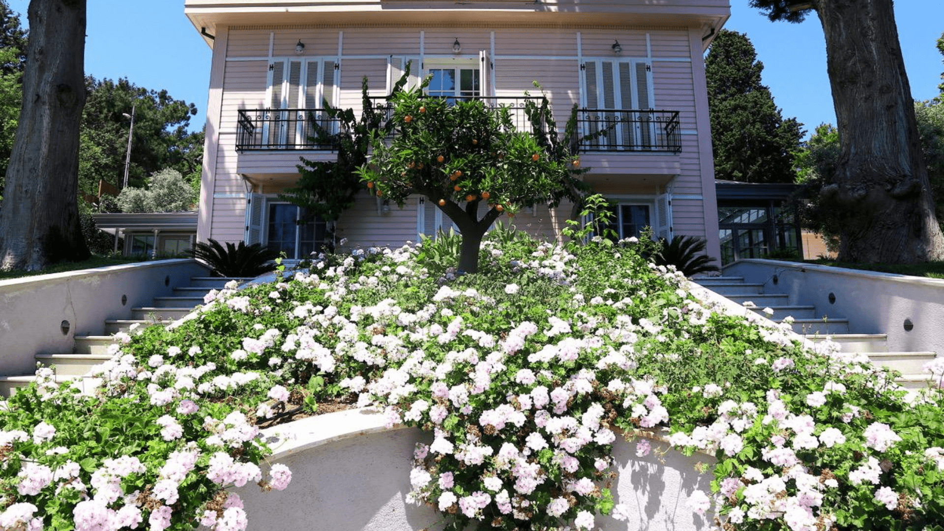 Charming historic villa garden in Istanbul with white rose beds, citrus tree, and traditional Ottoman-era wooden architecture