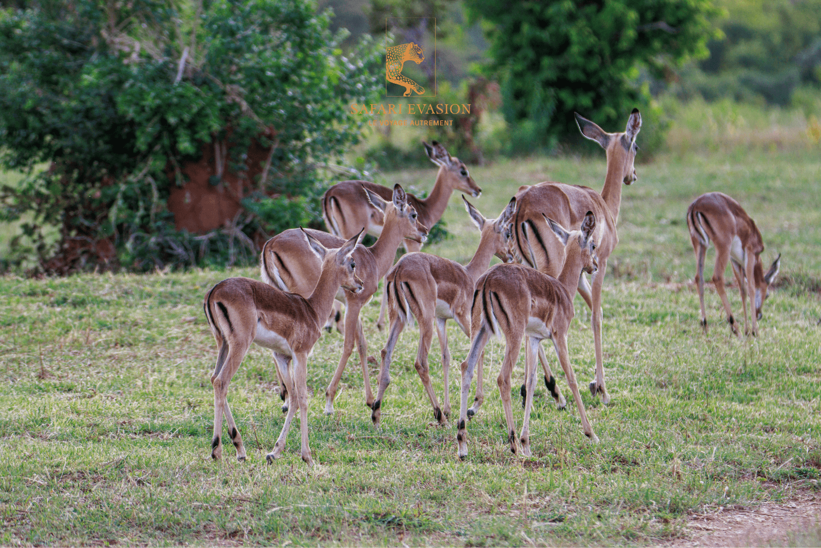 groupe d'impalas