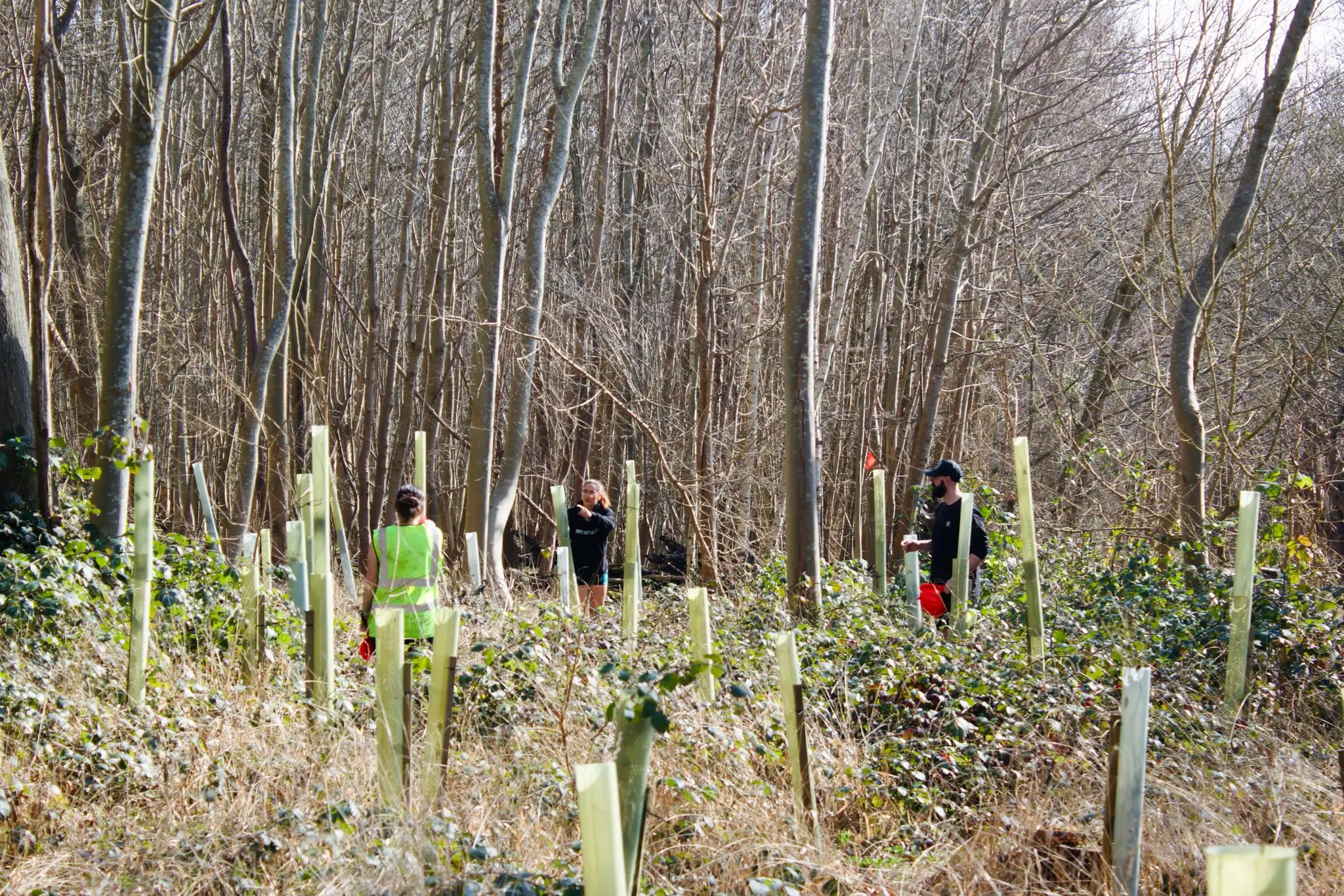 A dense forest with bare trees and sprouting green plants on the ground, creating a lush, natural environment.