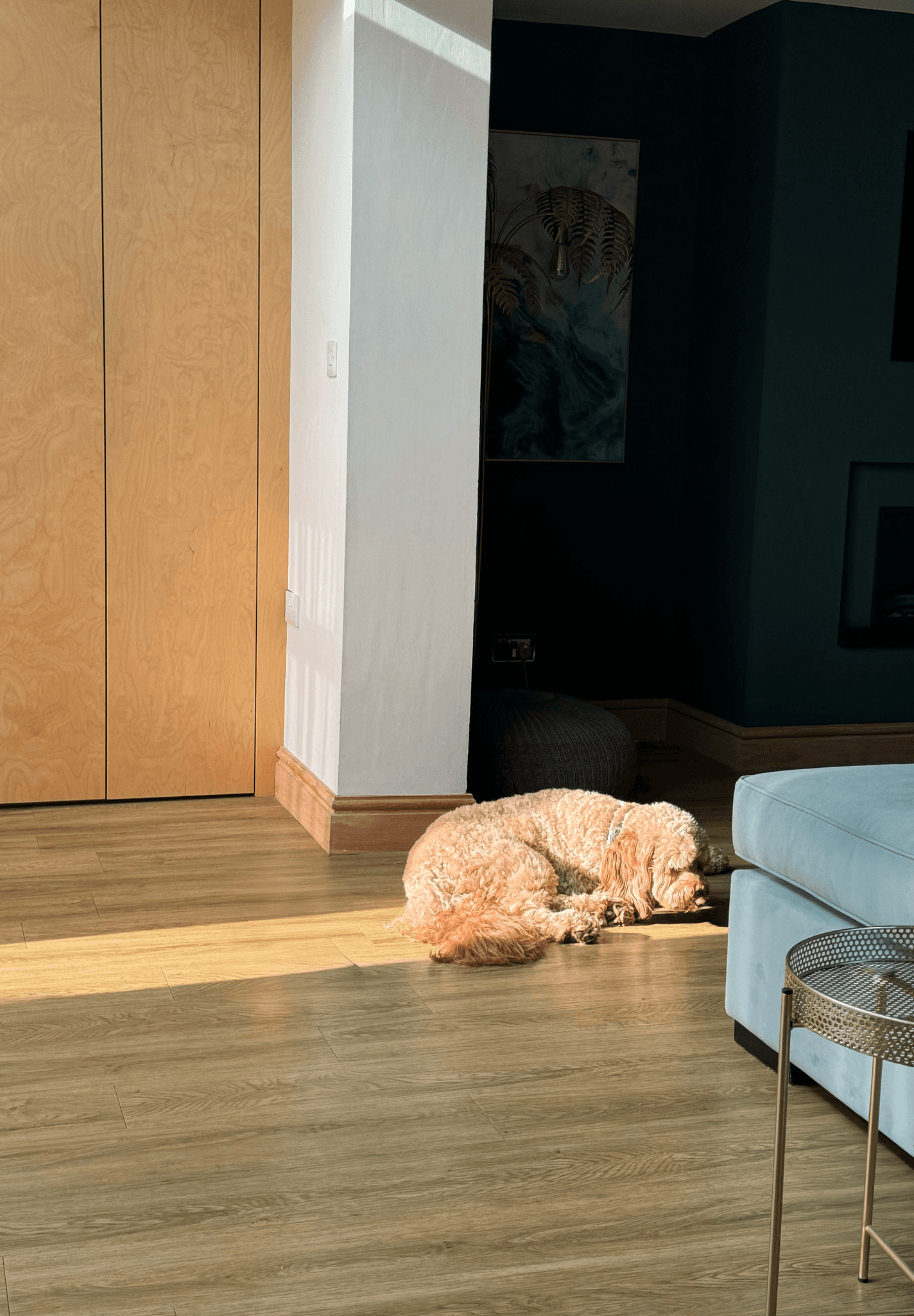 Pale coloured labradoodle laid on a wooden floor in a sunbeam