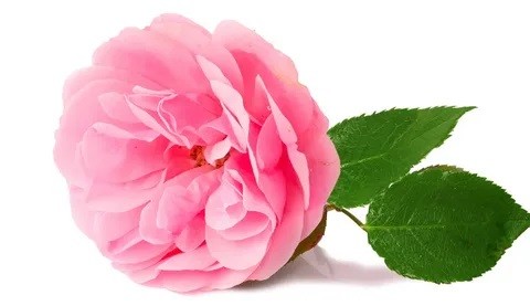 Damask qızılgülü