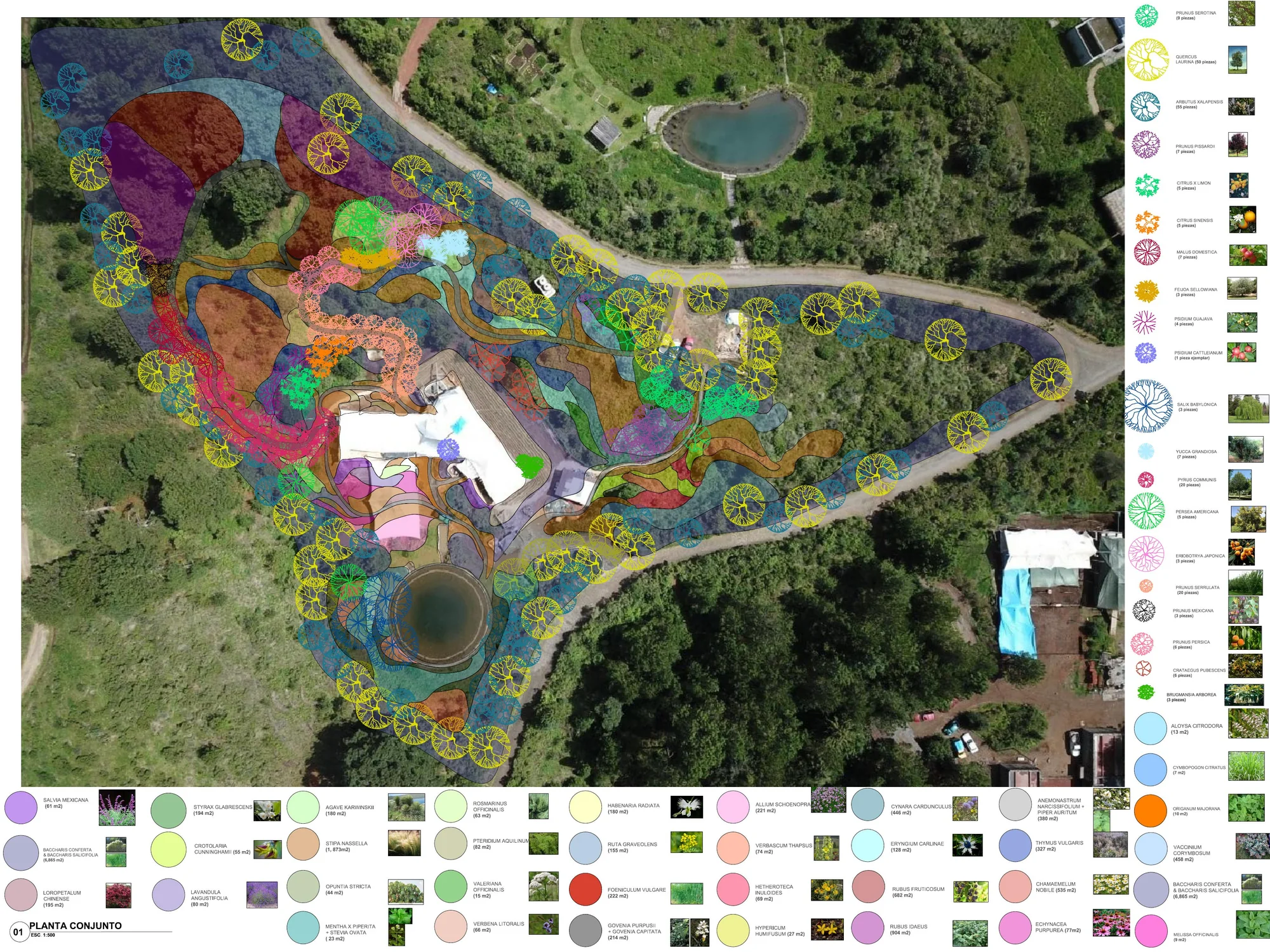 Planta de conjunto de Casa O con distribución de vegetación por especies