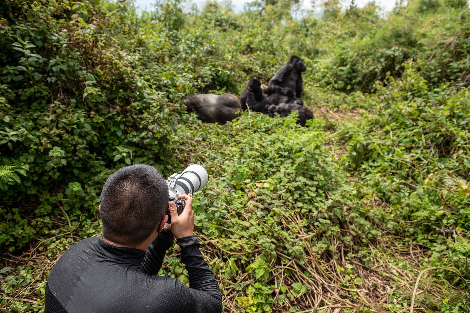 A photographer framing a family of gorillas in a forest clearing
