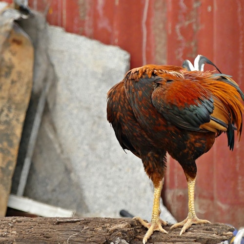Ripley's Tro det eller ej! København