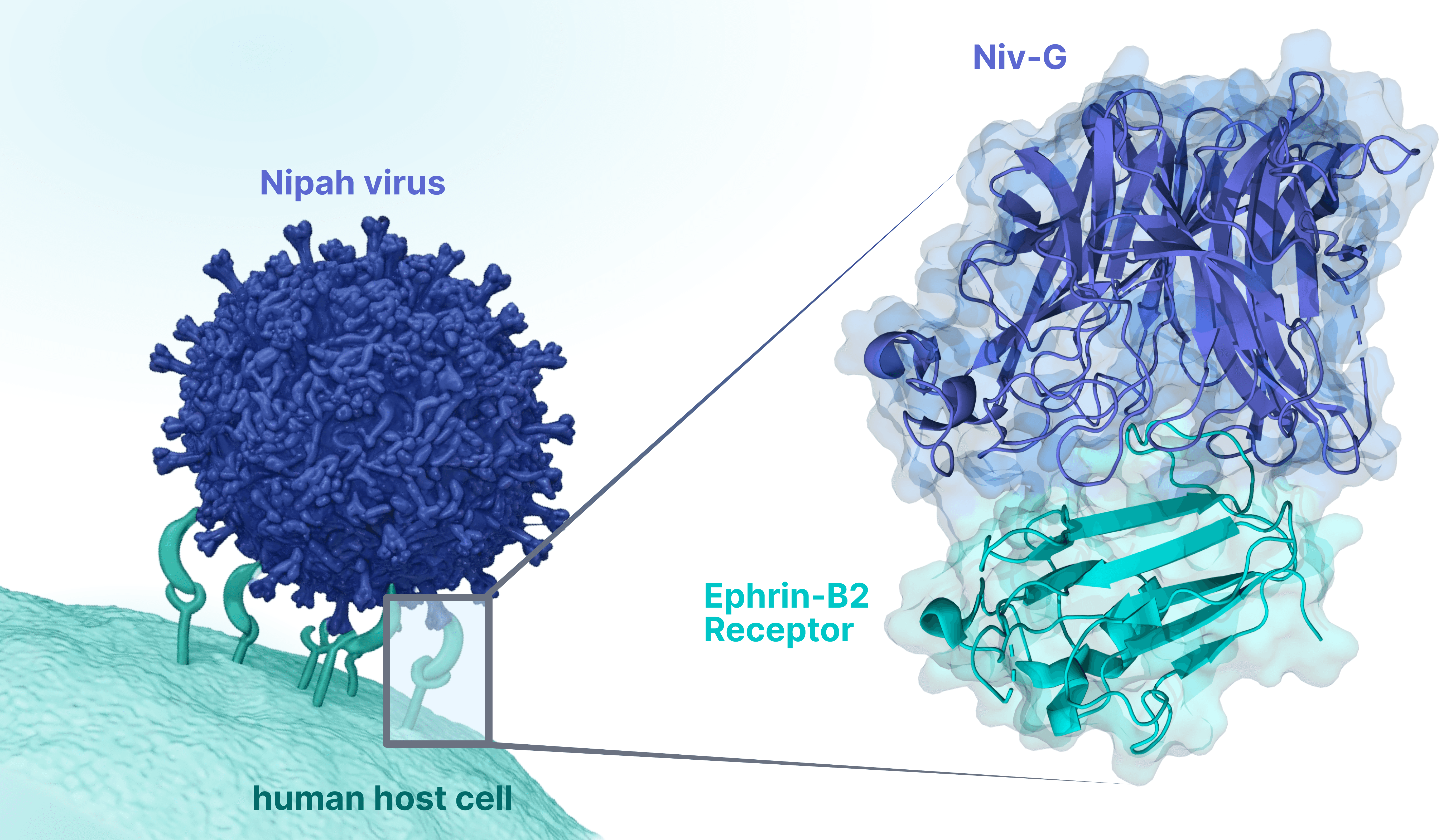 Crystal structure of Nipah virus glycoprotein (Niv-G) attaching to human cell surface receptor (Ephrin-B2).