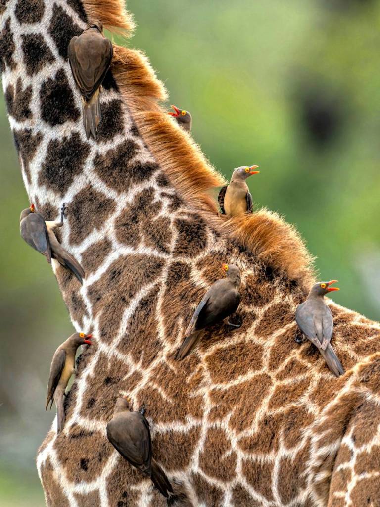 birds perched on the neck of a giraffe
