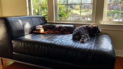  Boo and Bella avoid the watercooler 