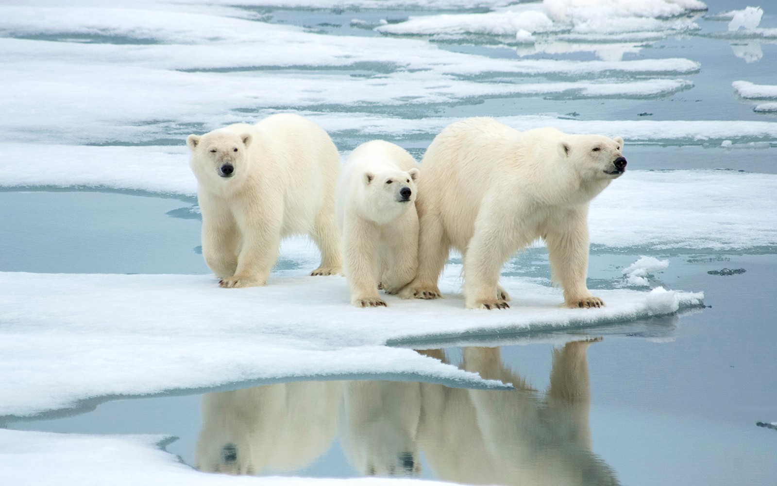 Білі ведмеді на арктичному льоді під час туру дикою природою в Тромсо.