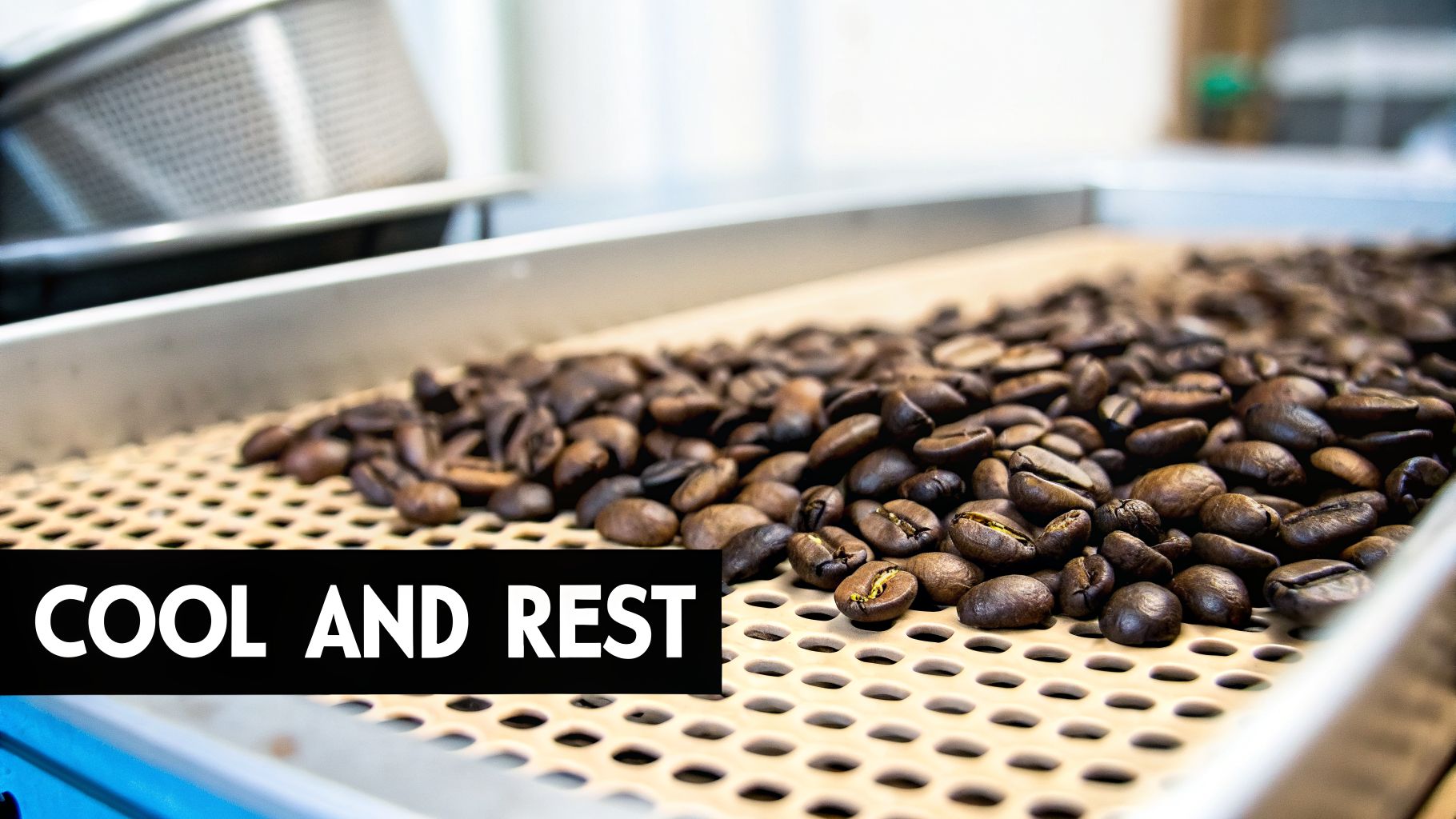 Freshly roasted espresso coffee beans cooling on a perforated metal tray with a text overlay 'COOL AND REST'.