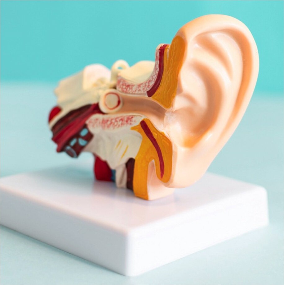 Anatomy of the ear.