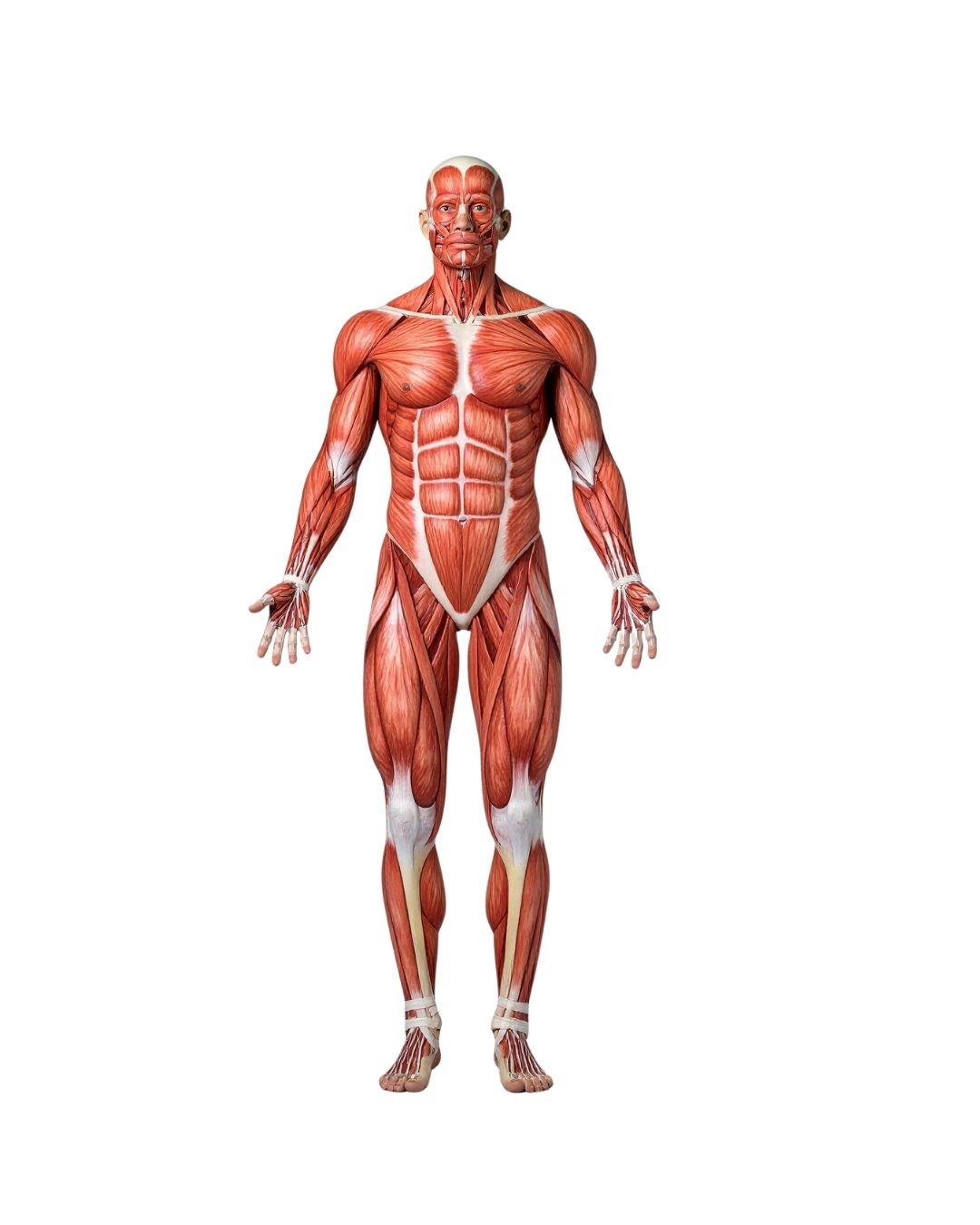 Human Muscle Model