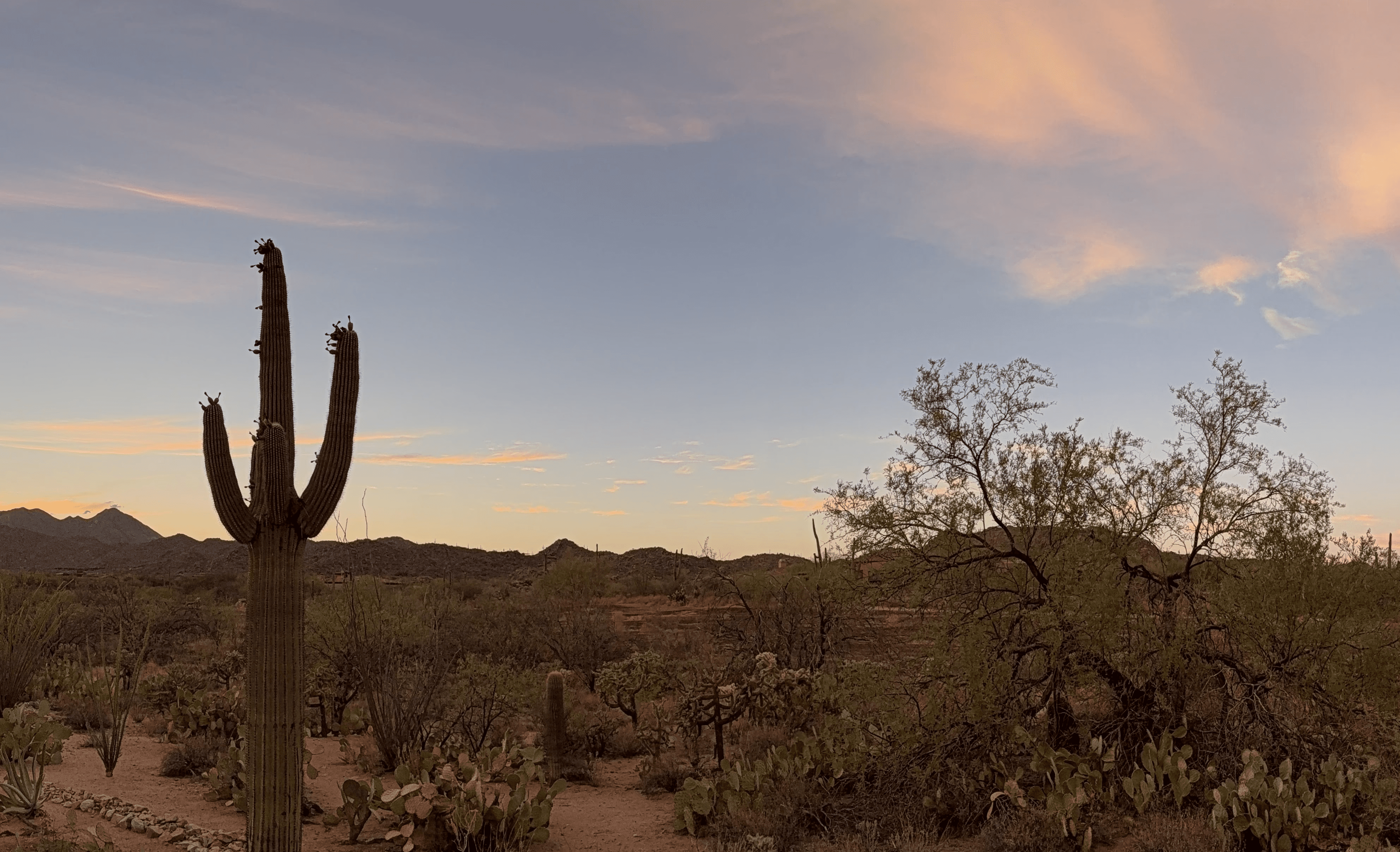A saguaro at dusk in scenic Oro Valley