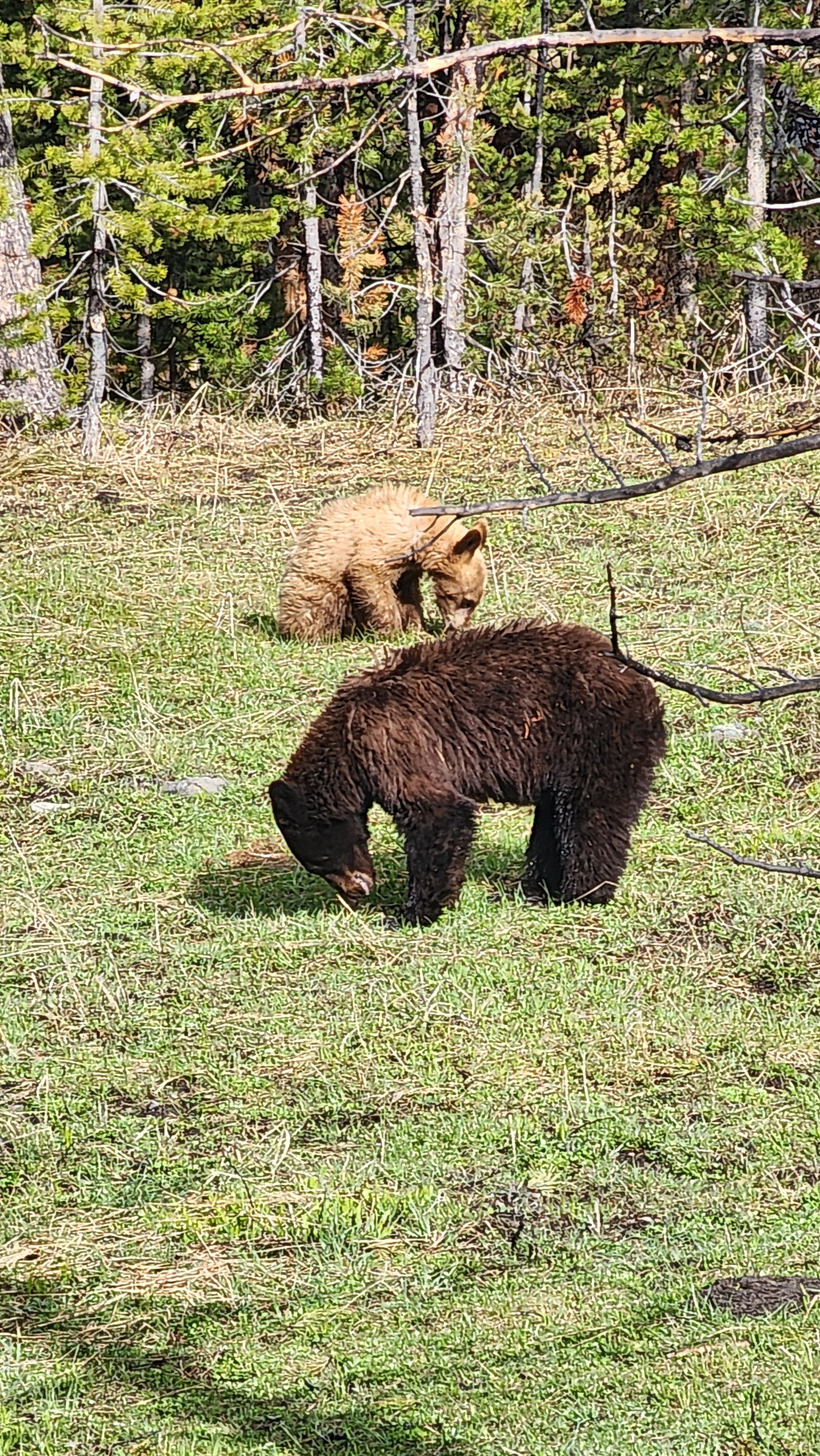 Bears in Yellowstone, including grizzly and black bears, play a crucial role in the park's ecosystem and can often be spotted foraging for food during the warmer months.