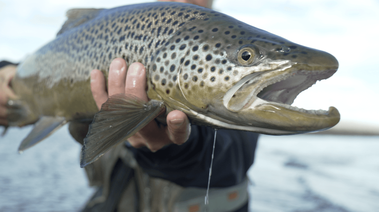 Island, Brown Trout, Arctic char, fjeldørred