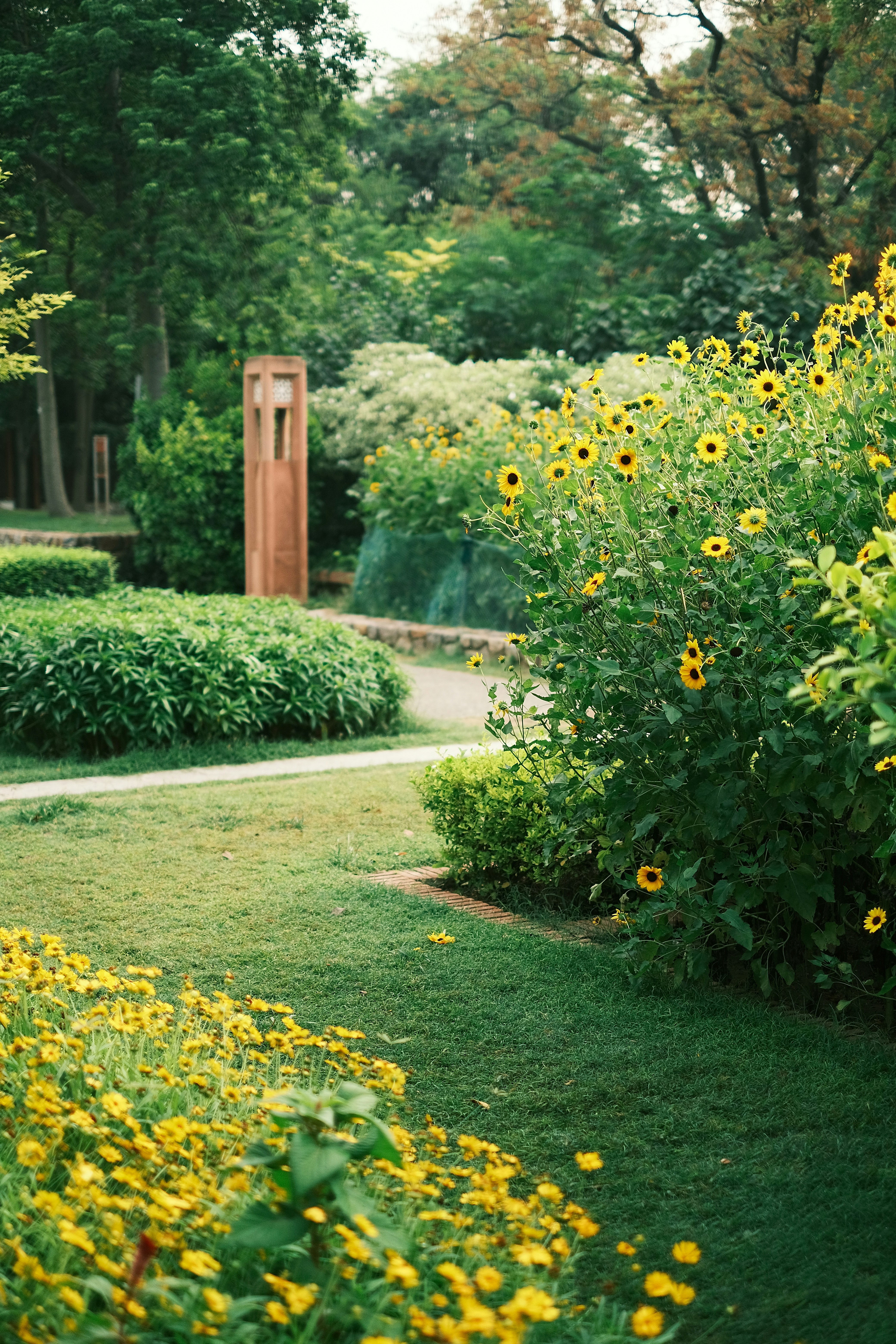 a lush green field filled with lots of yellow flowers