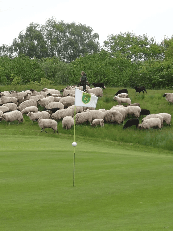 schapen en natuurlijk golfbaanbeheer