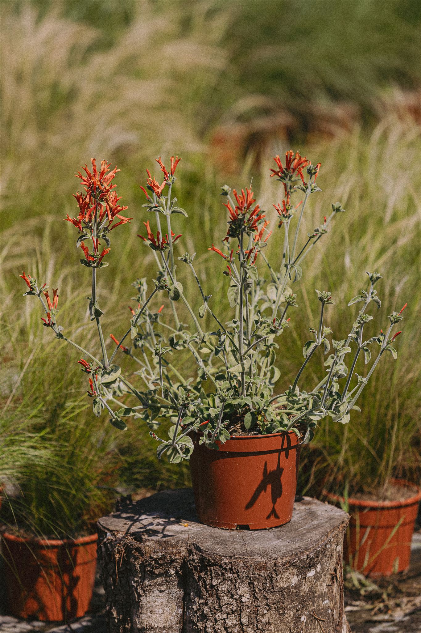 Jacobinia Suberecta Eiviss Garden