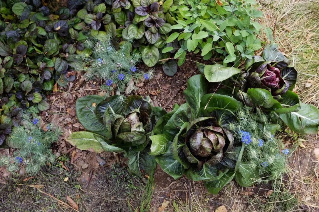 A close-up of lush green foliage and three dark purple plants nestled among the leaves on a textured ground.
