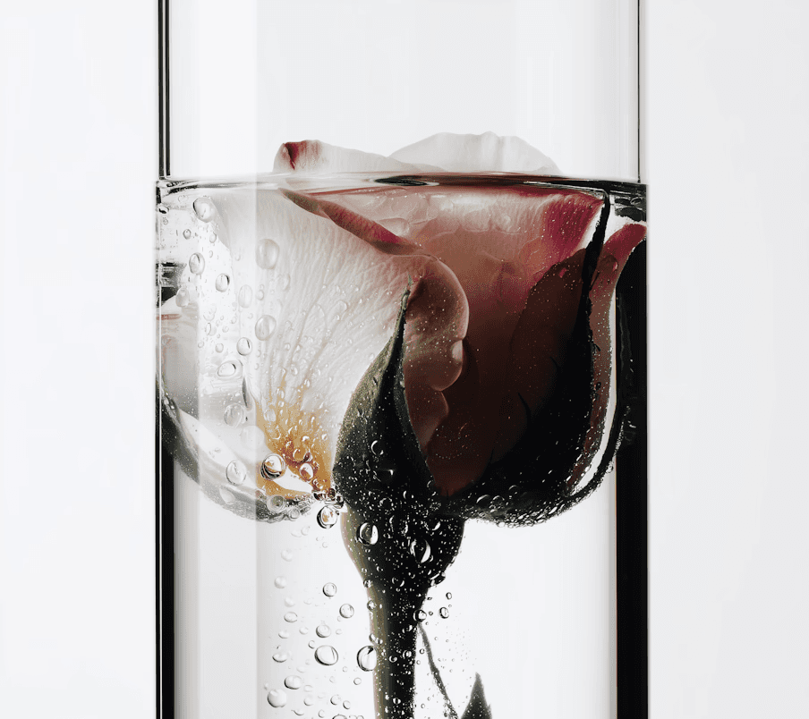 Submerged rose close-up