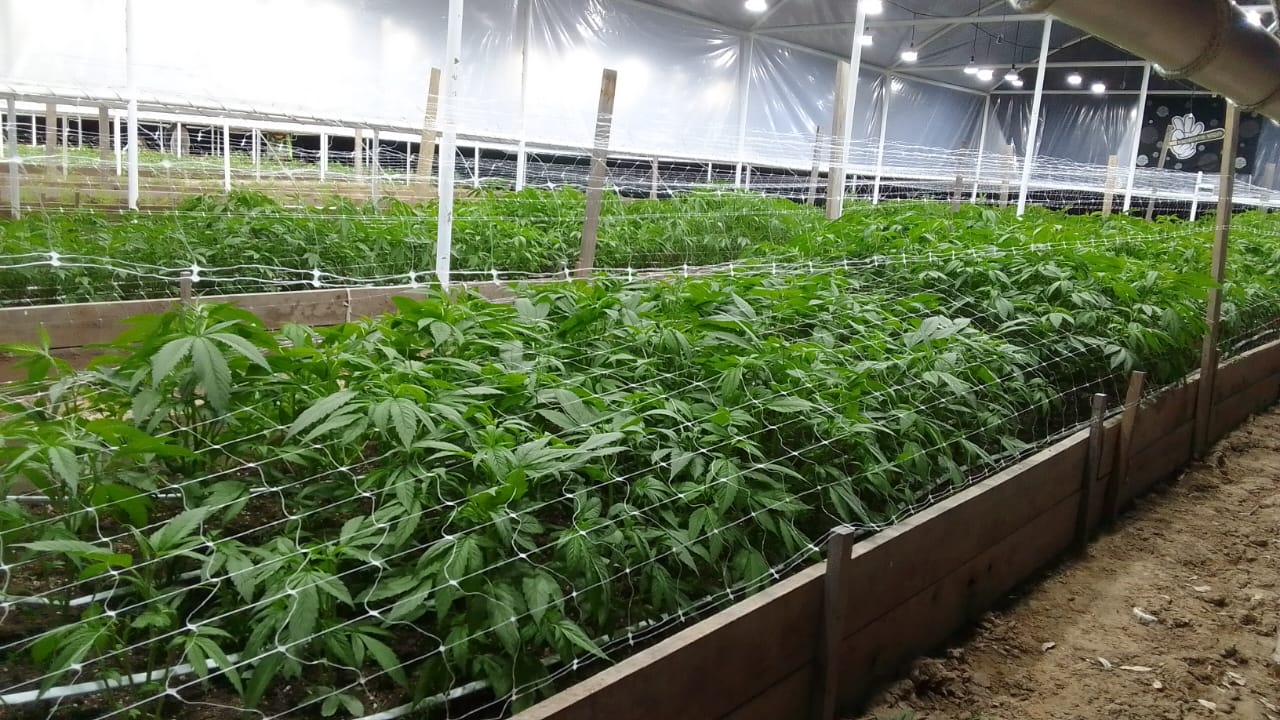 Cultivo de cannabis en suelo vivo regenerado con tecnología Tecnosulf