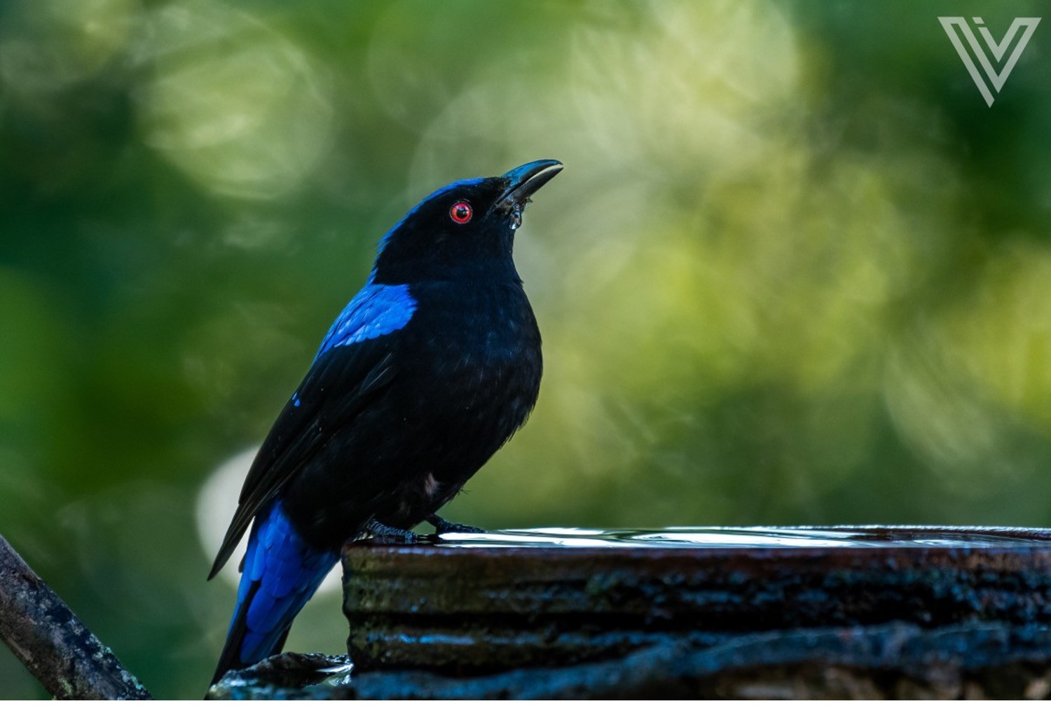A Professional Image of a Bird Representing Necessary Gear for Bird Photography