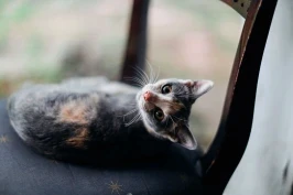 a black kitty on a chair
