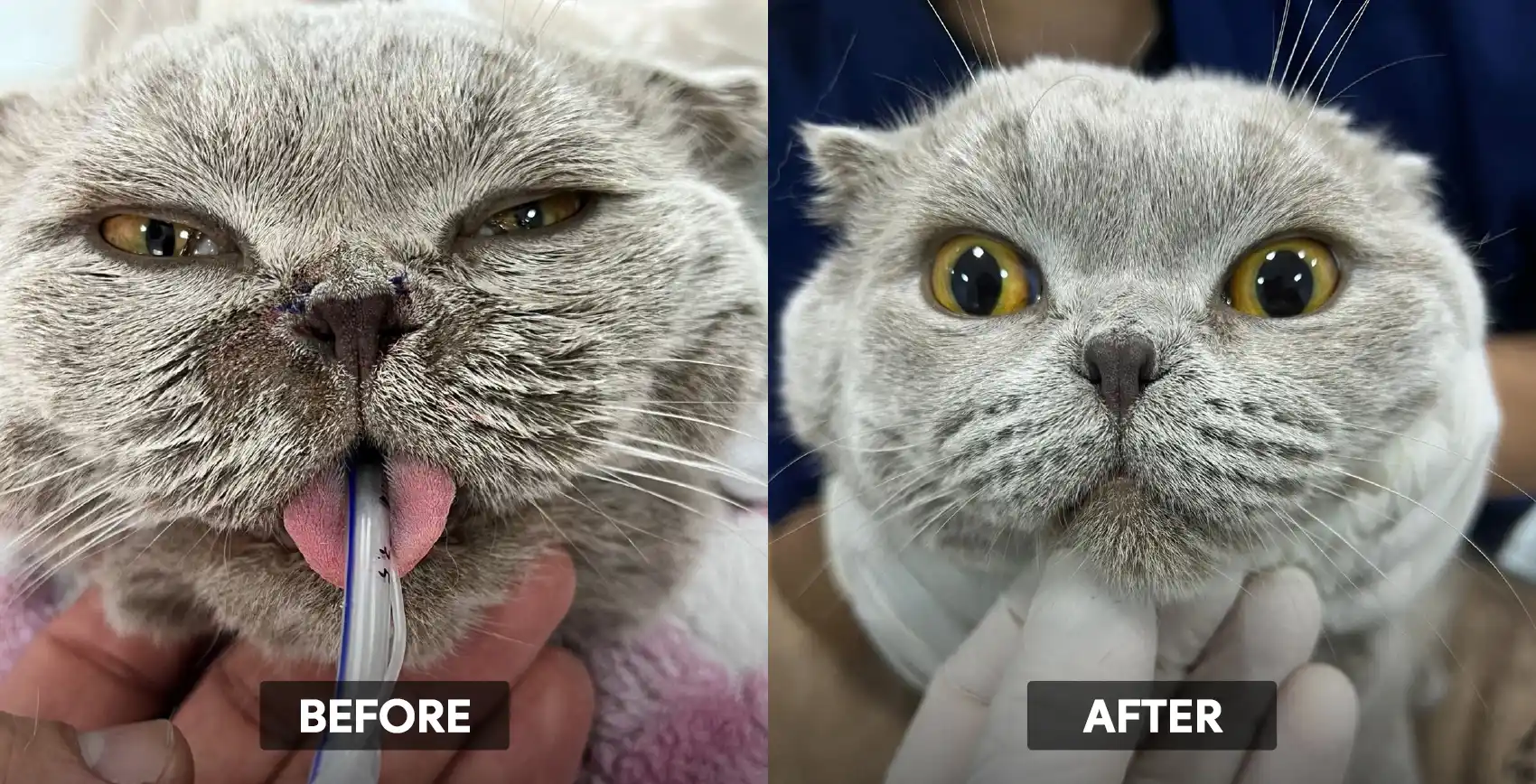 Nunu's nostrils before and after surgery.