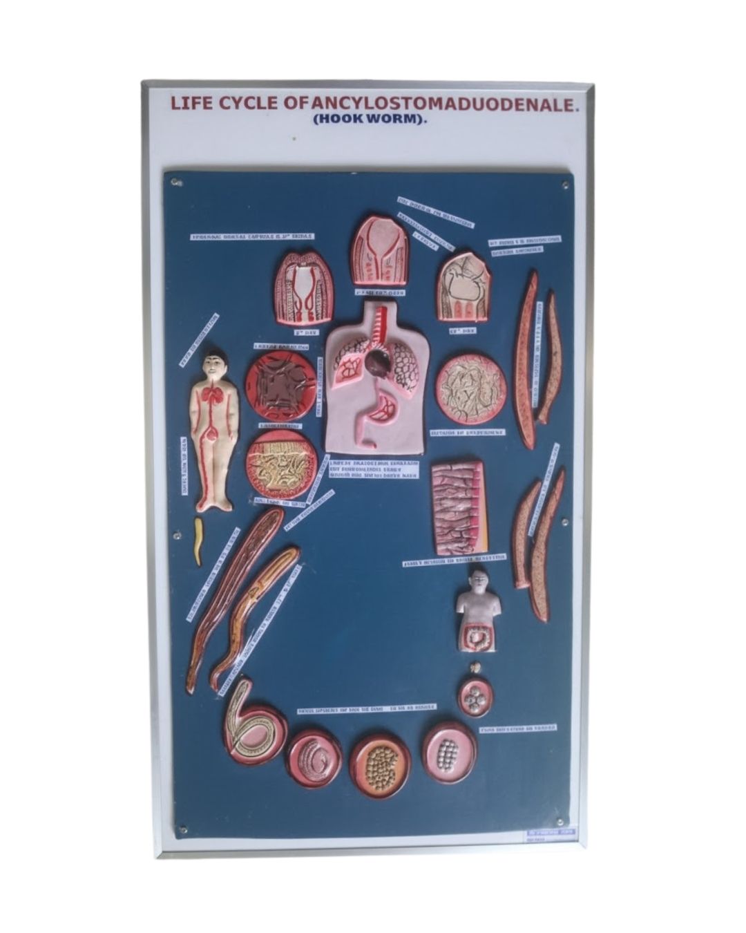 Life Cycle of Ancylostoma duodenale (Hookworm)