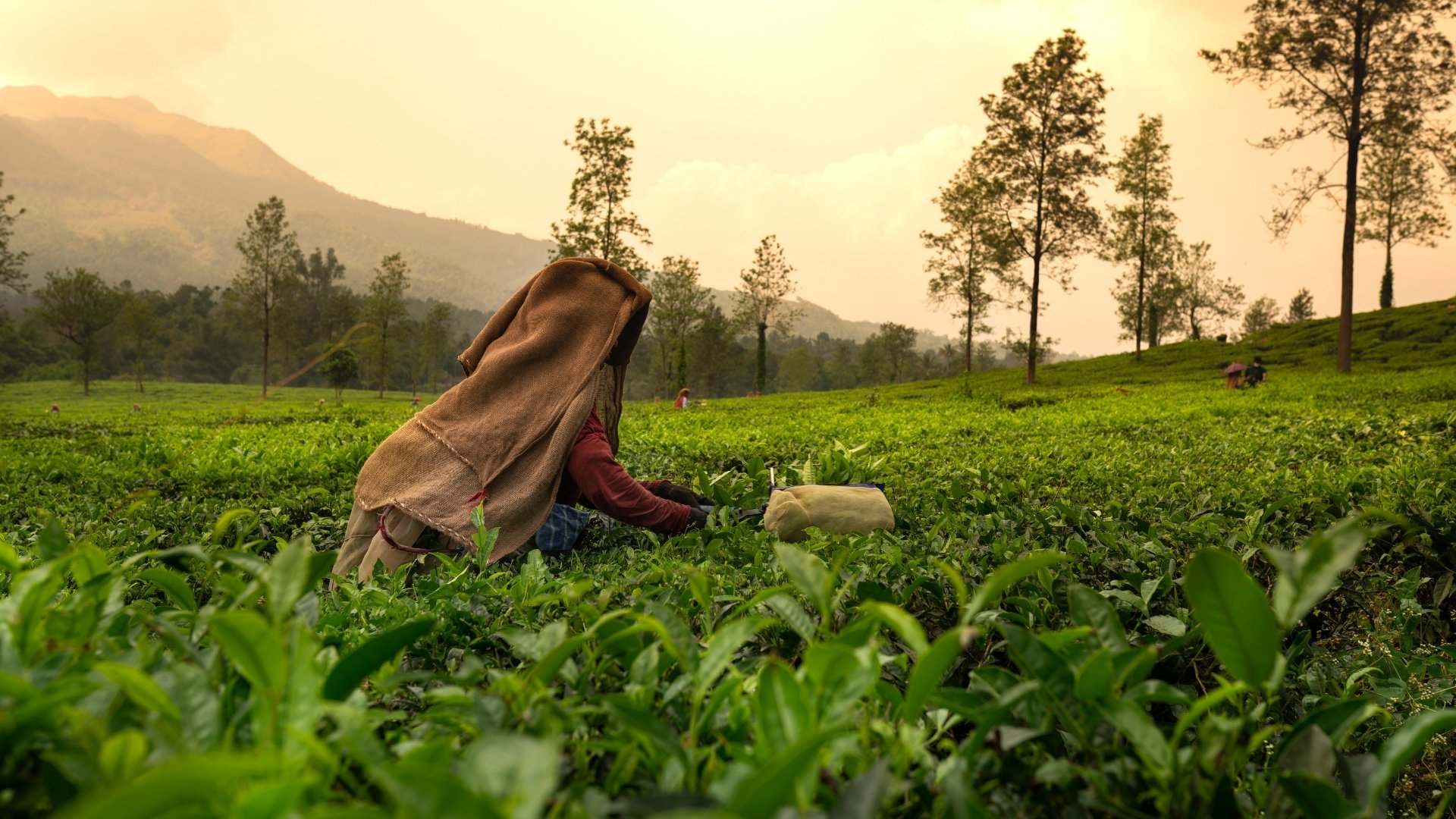 Key Challenges in Kerala Tea Plantation Management
