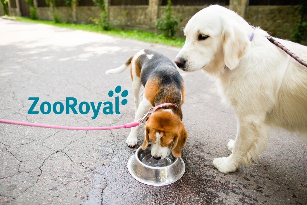 Zwei Hunde sind an der Leine auf einem Fußweg an einem Sonnigen Tag ,einer trinkt aus einer Wasserschüssel, darauf befindet sich das Logo ZooRoyal