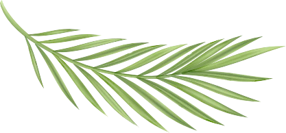 A single palm leaf falling