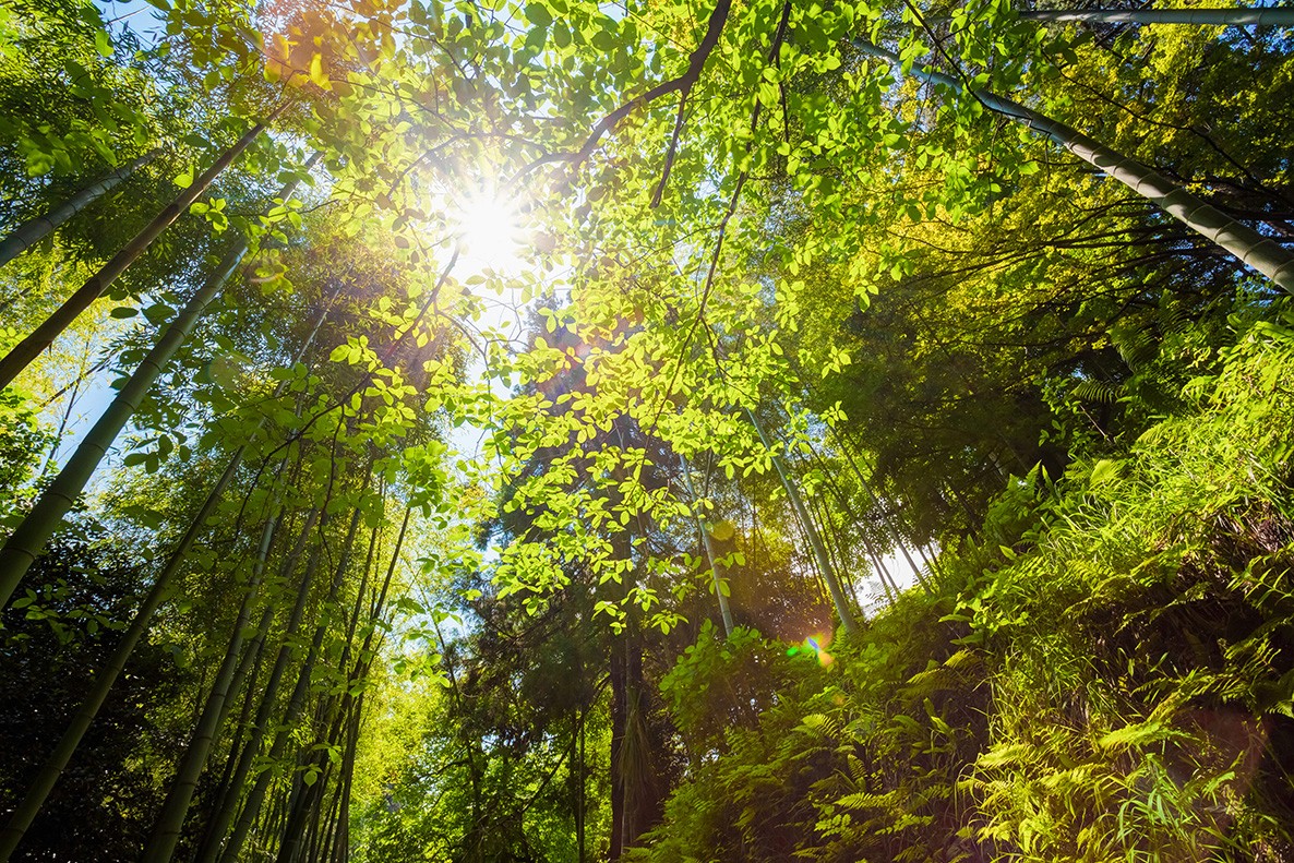 Sunlight shining in a forest