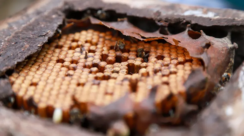 Detalhe de uma melgueira com abelhas.