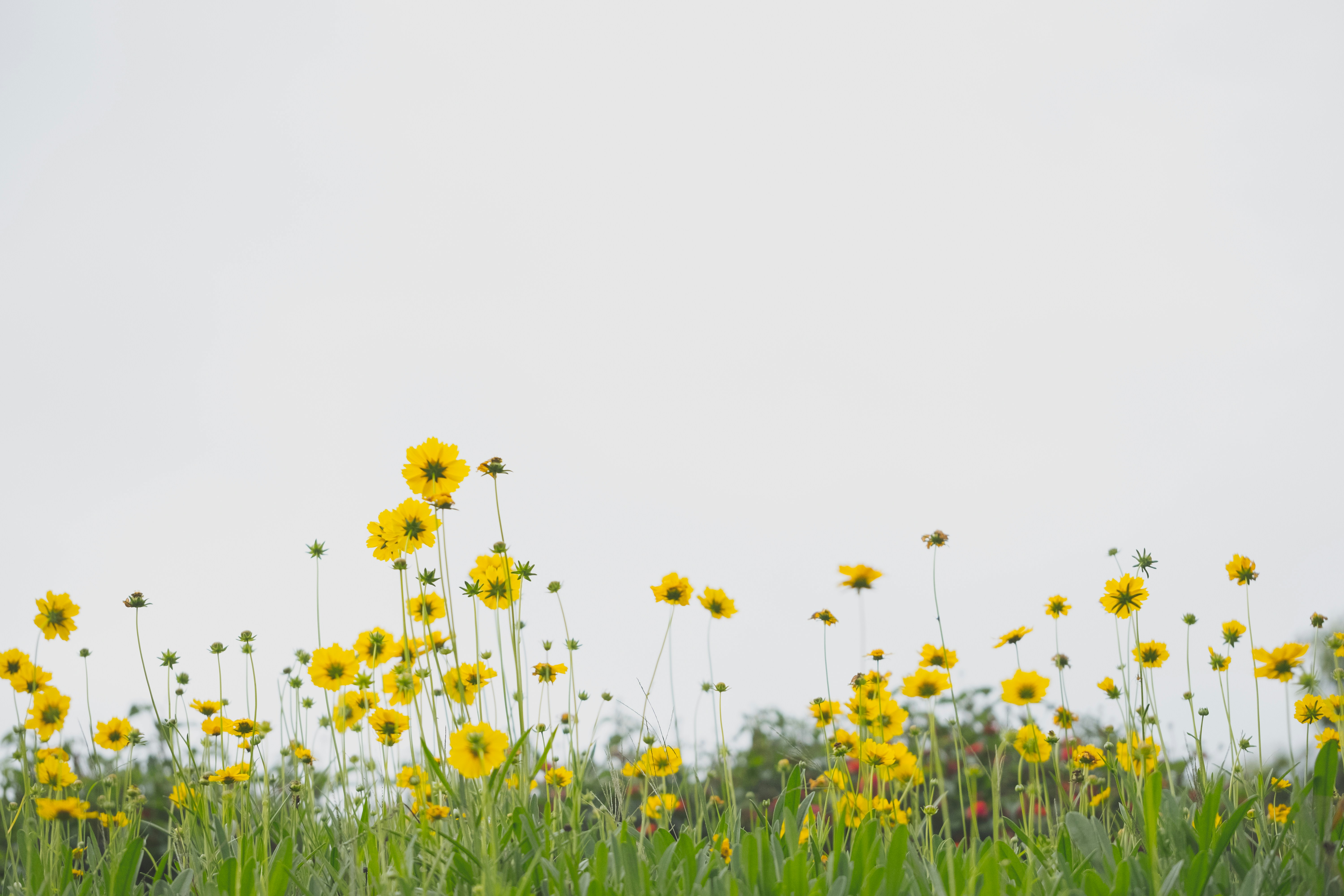 yellow flower field during daytime