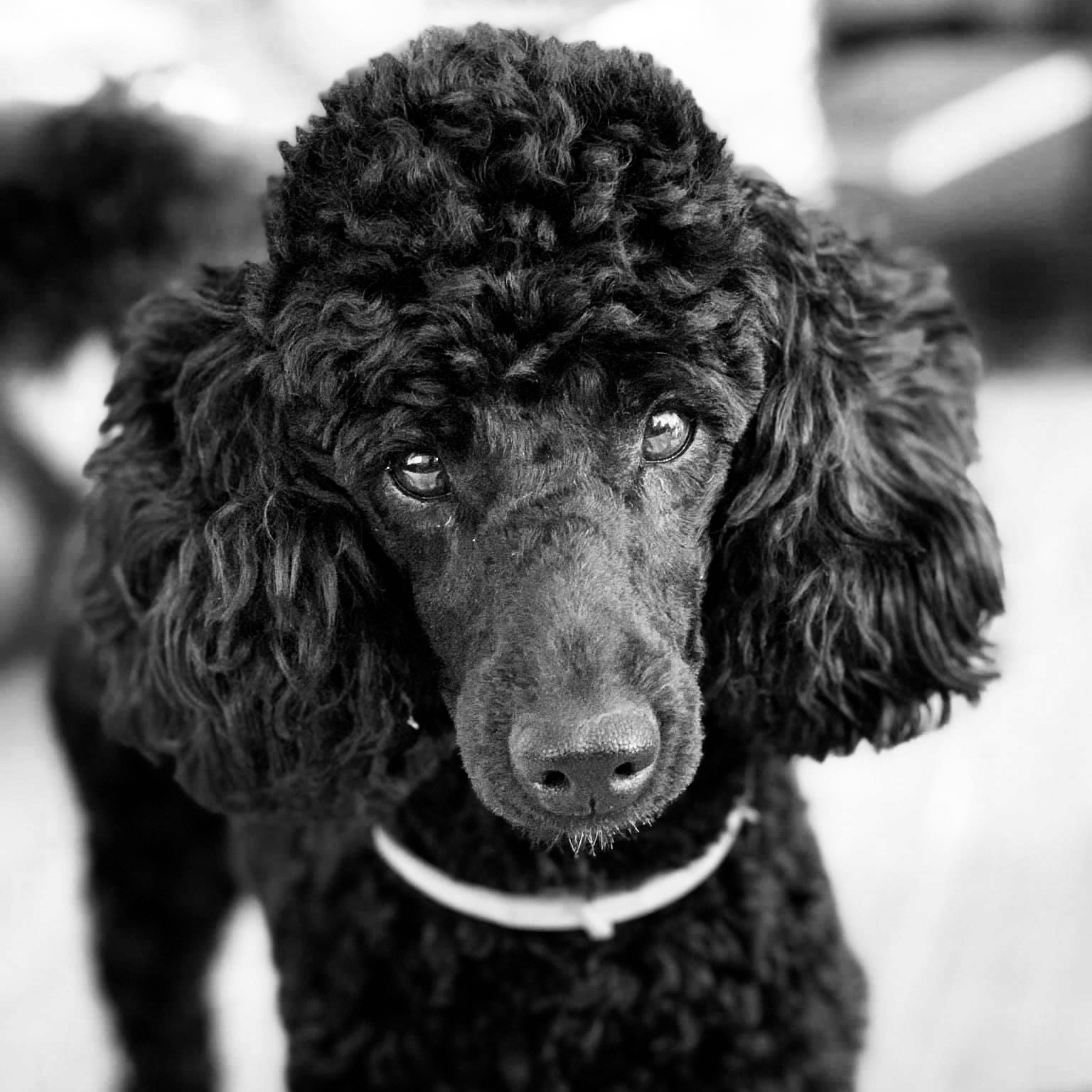 Dog photo