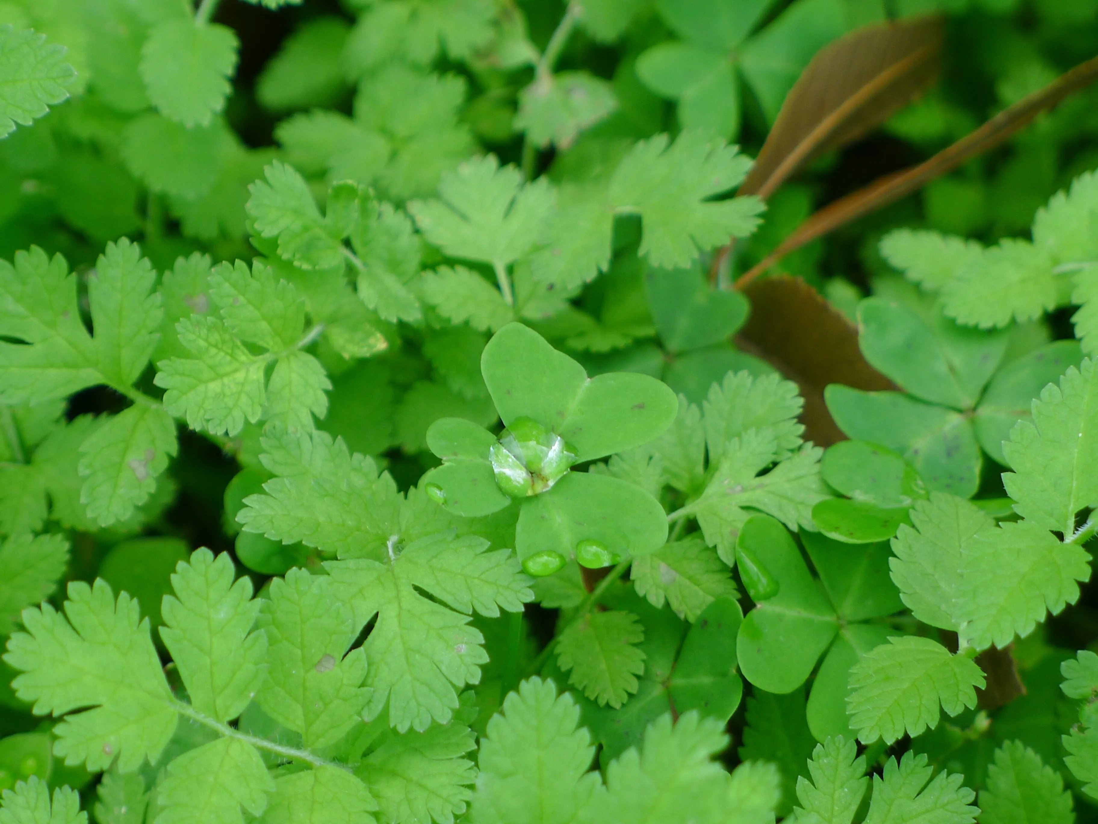 a picture of morning dew on some grass