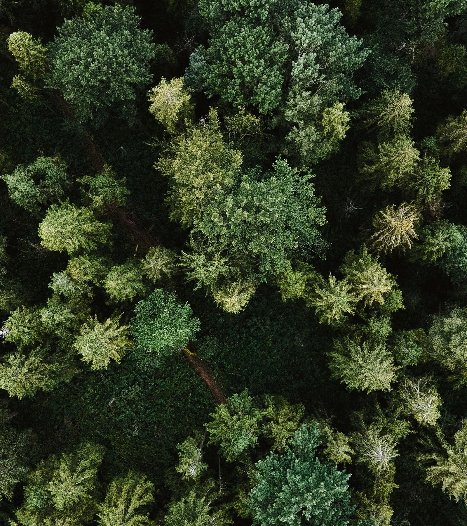 Parallax Image
