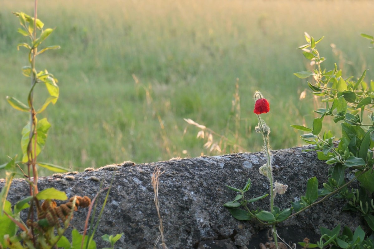 A single red flower stands in a grassy field