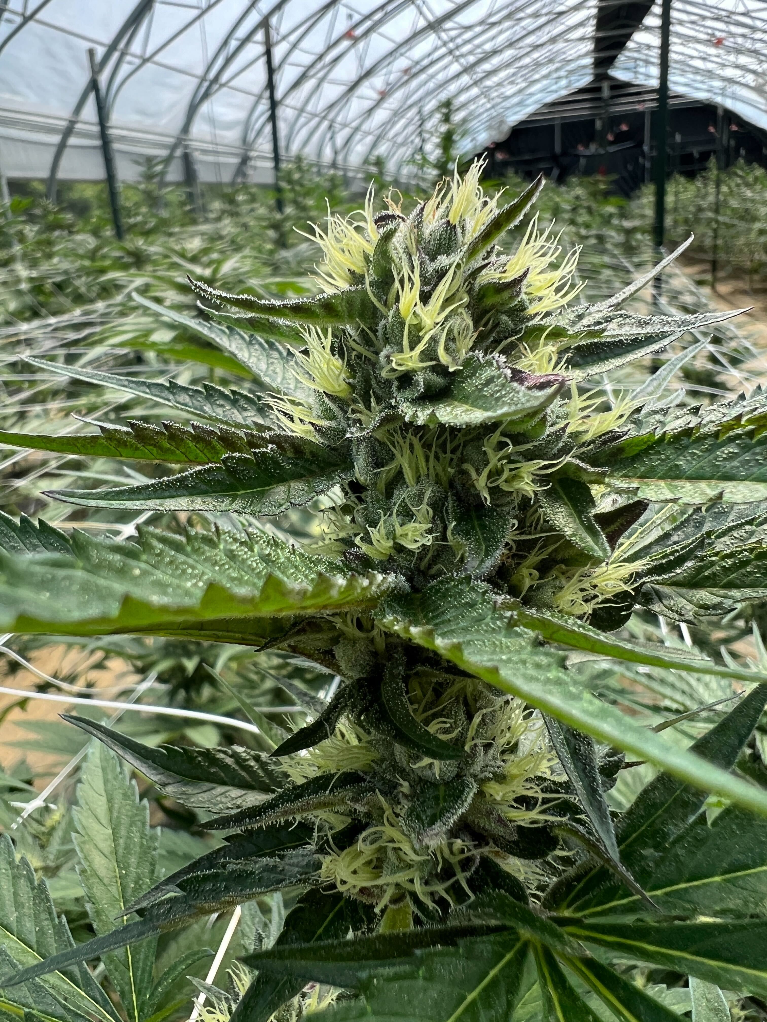 Sunkissed Farm Laced Cookies sativa cannabis varietal in peak flower inside a Vermont greenhouse, ideal for daytime focus and productivity
