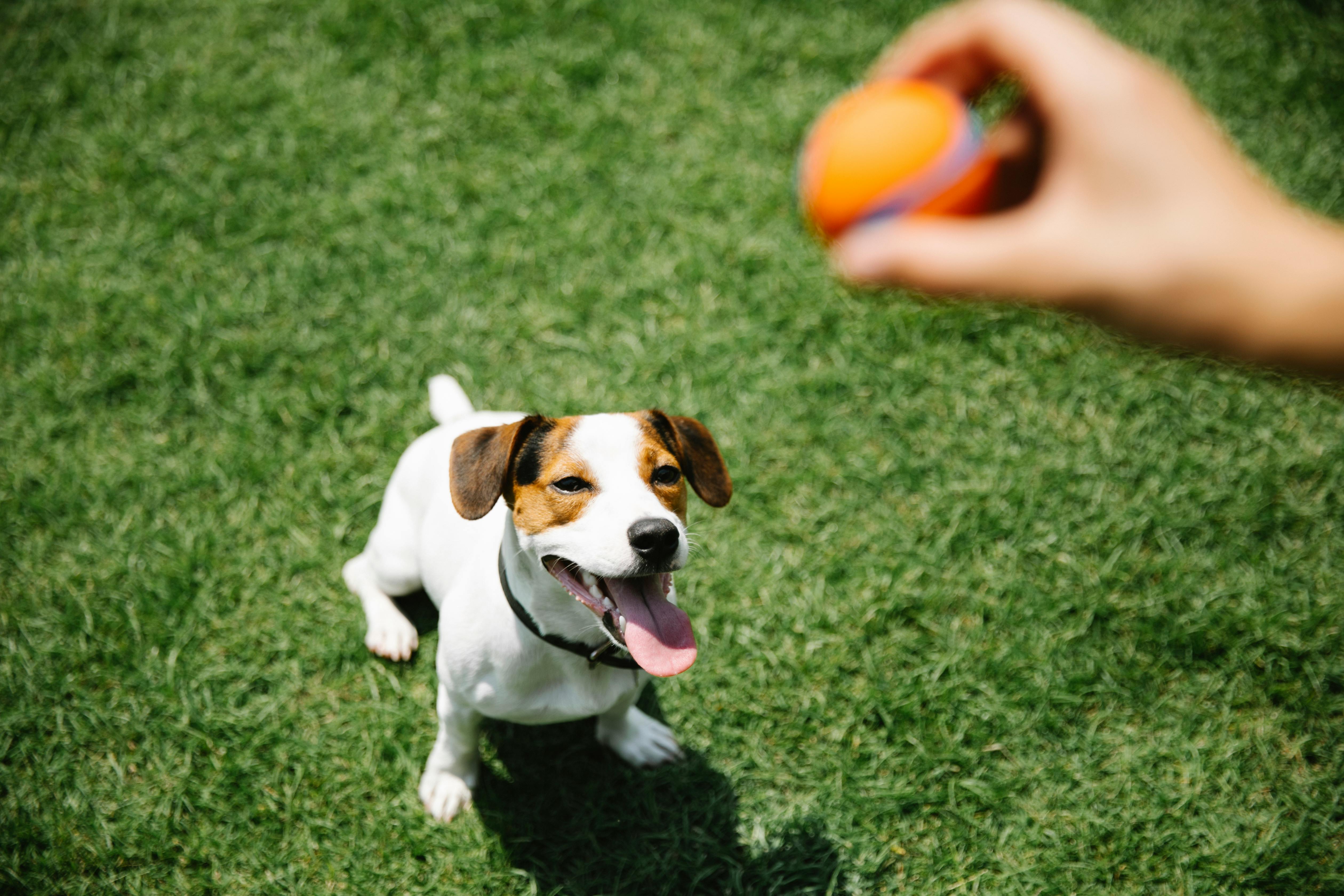 Everything You Need to Know About The Greens Dog Park