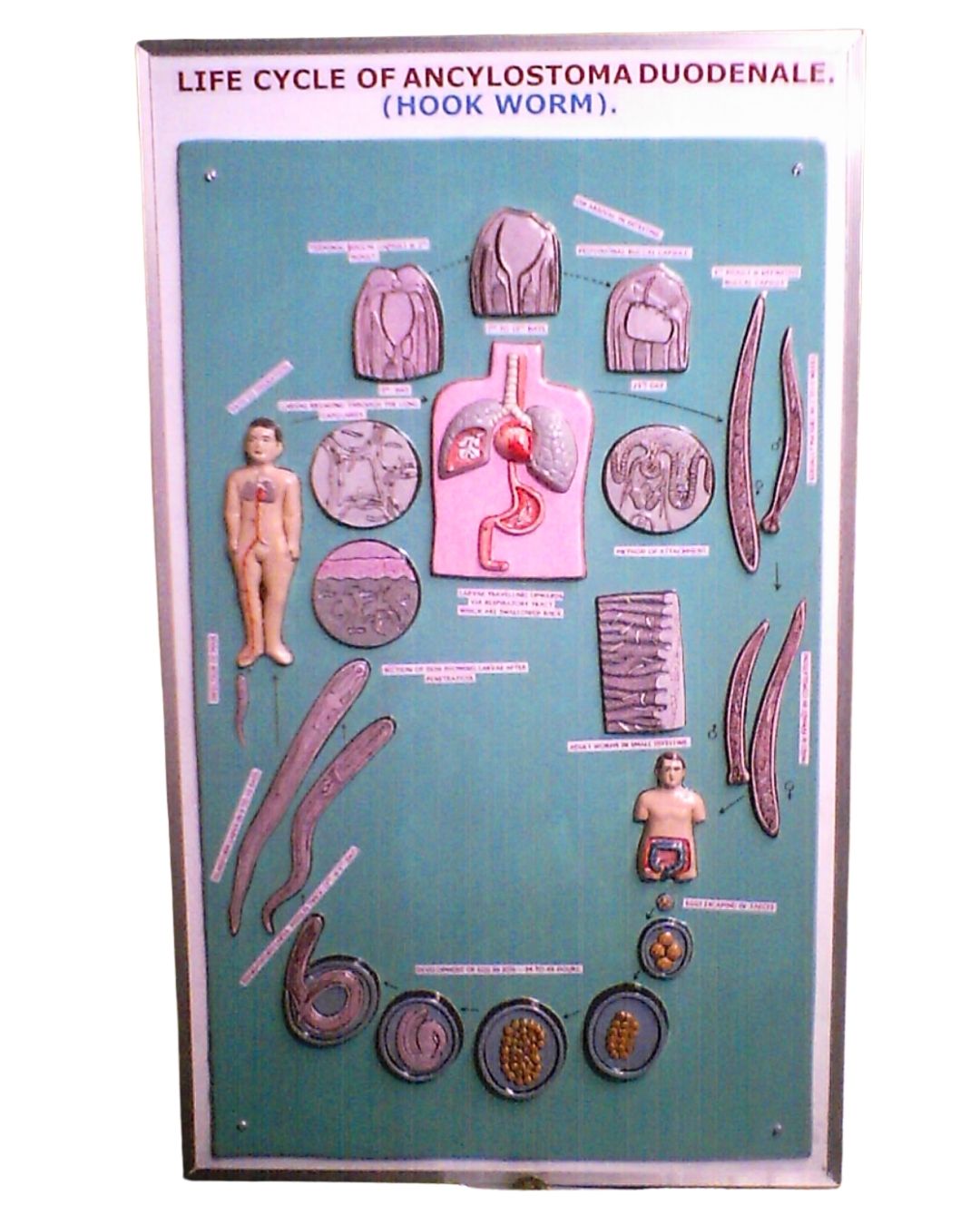 Life Cycle of Ancylostoma Duodenale (Hookworm)