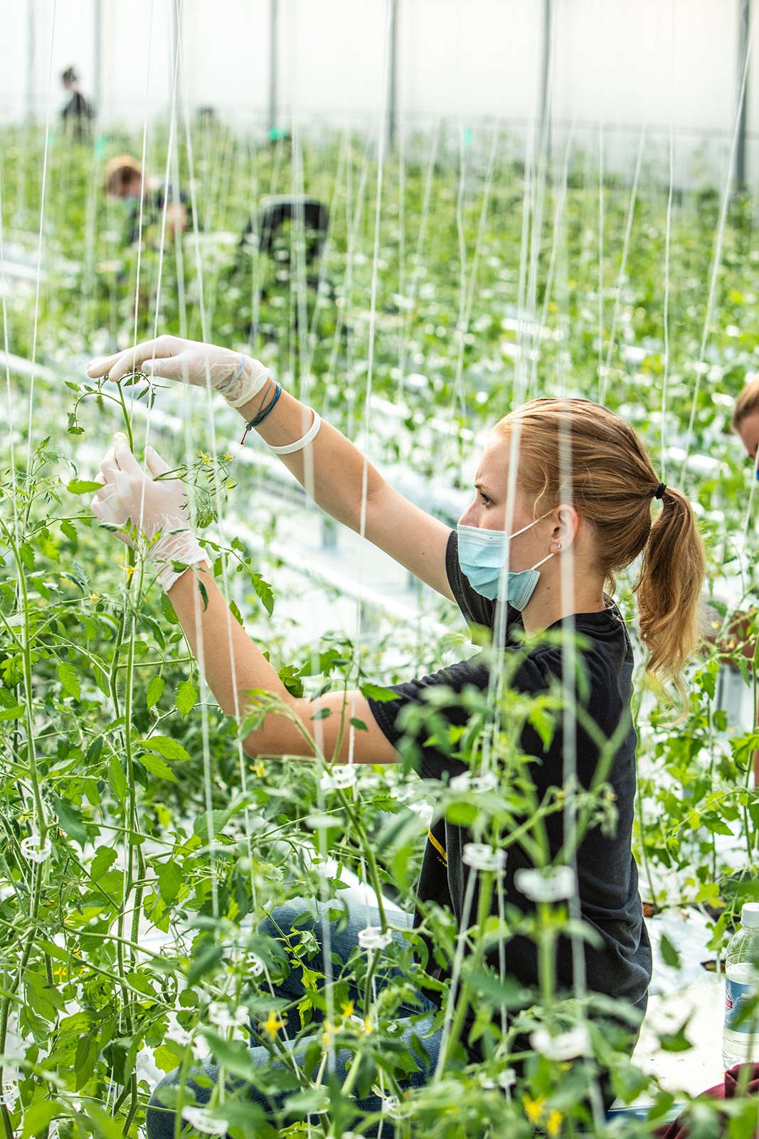 Worker pruning tomato plants inside a high-tech greenhouse at Kentucky Fresh Harvest while wearing protective gloves and mask