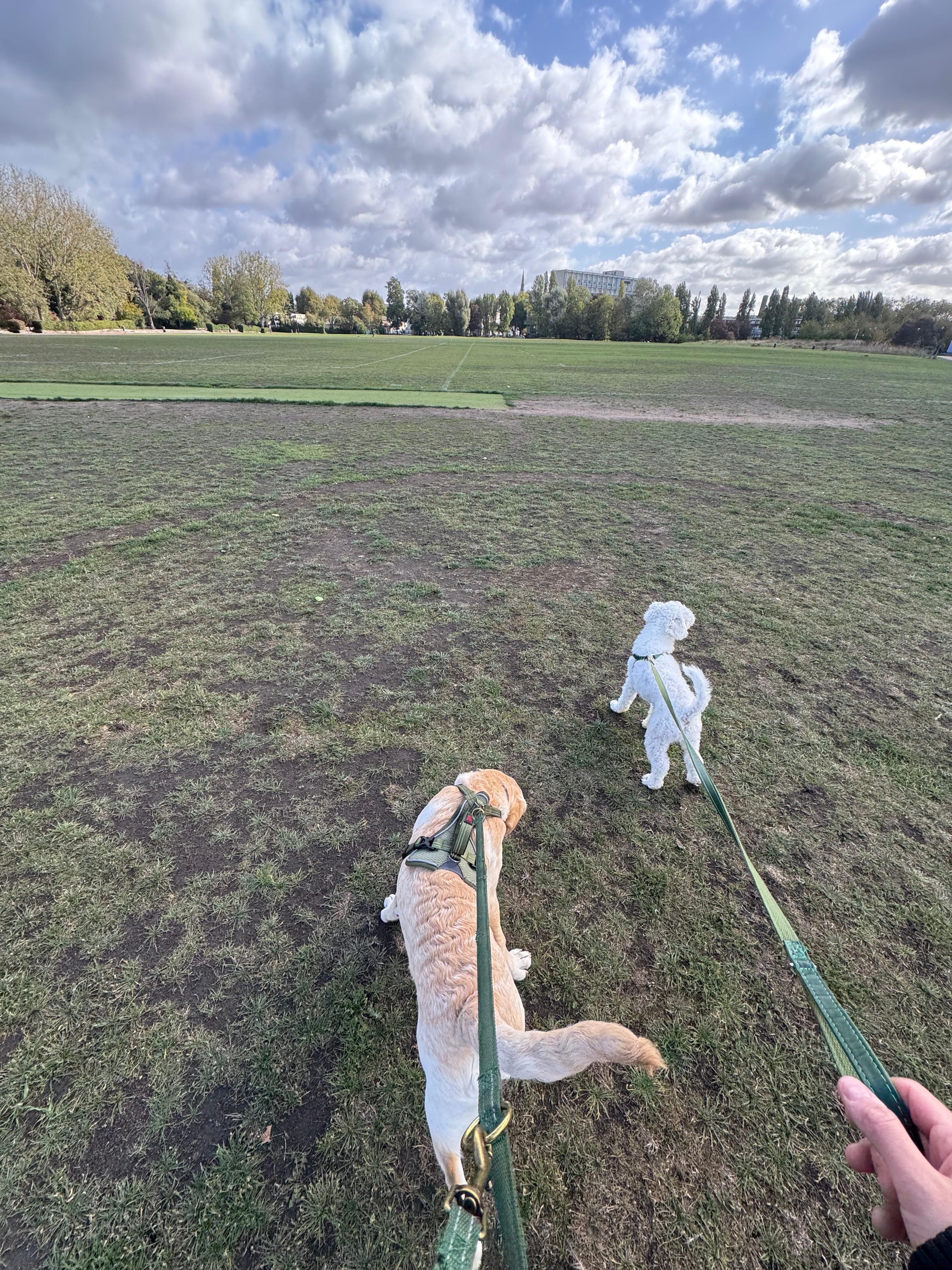 Two dogs on leashes walk across a large grassy field under a cloudy blue sky.